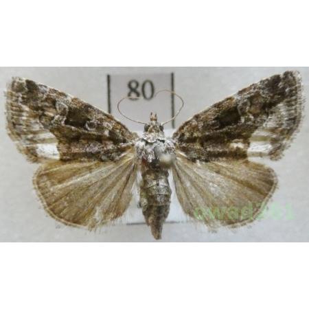 Deltote pygarga (Hufnagel, 1766) Czech80